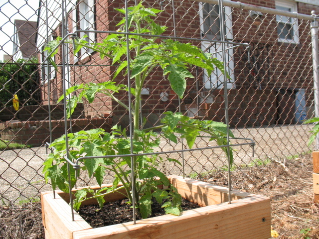 Square Tomato Cages - Page 2 IMG_1084