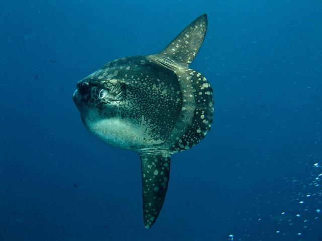 СРЕДИЗЕМНОМОРСКИ РИБИ! - Page 9 800px-_Nusa_Lembongan_Mola_Mola