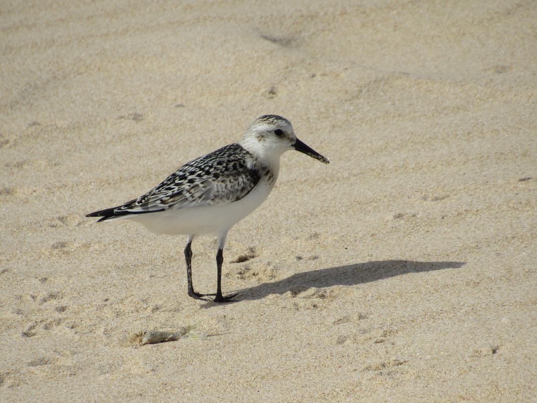 Pilrito-das-praias ( Calidris alba ) IMG_9612