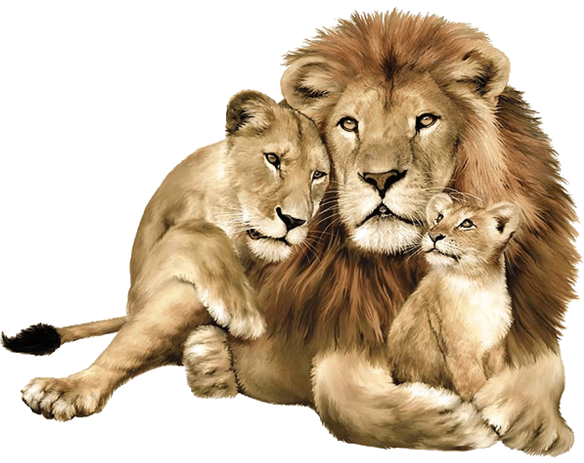 Siempre Libre & Glitters y Gifs Animados Nº305 - Página 66 Image_-_Lion_Family