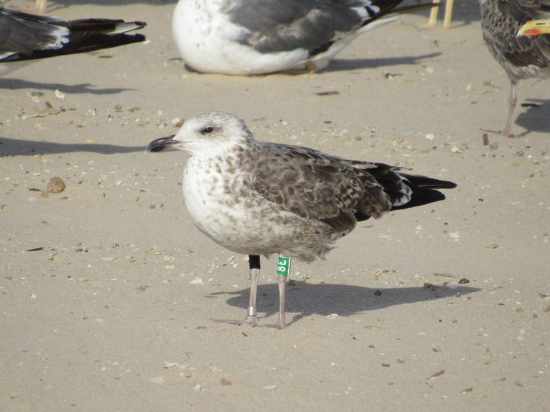 Larus fuscus - anilhas na tíbia, 2 caracteres - Holanda (Roland-Jan Buijs) - Página 3 IMG_1462