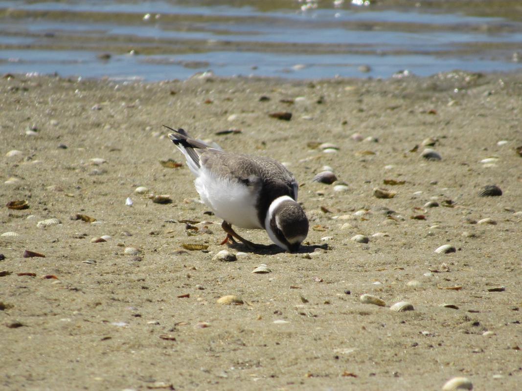 Borrelho-grande-de-coleira ( Charadrius hiaticula ) IMG_0451