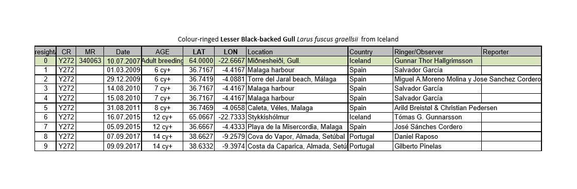 Larus fuscus – anilhas azuis – Islândia (Icelandic Bird Ringing Centre) Prt_Scr_capture_H