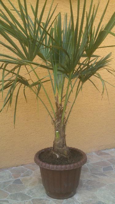 Trachycarpus fortunei, část 2 - Stránka 9 L_SRwh_Gl_G9_WY5ux_DGXyo_Rqx_N-2_Kb_JRL66dq_ZOPd_GVFJ53l0wg