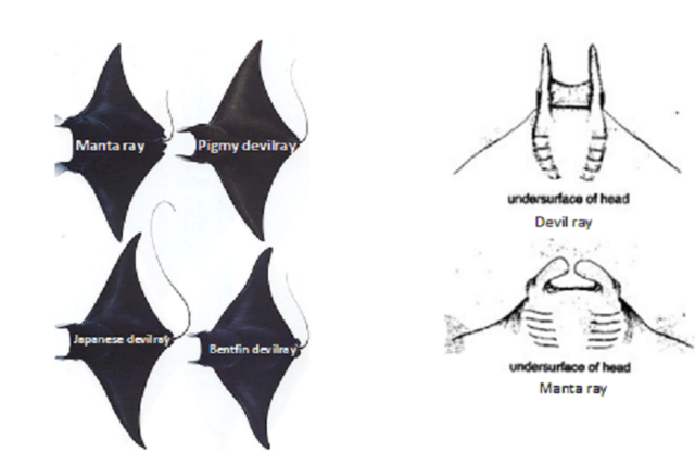 Скатовете  в Средиземно море Manta_vs_devil