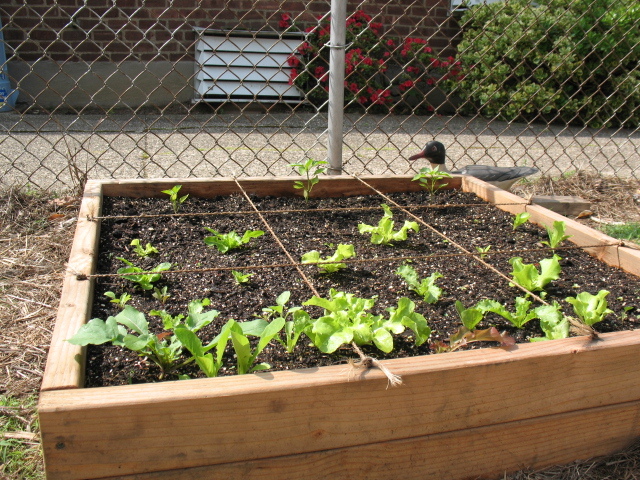 Square Tomato Cages - Page 2 IMG_1098