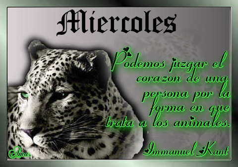 Tigre con Frase Miercoles