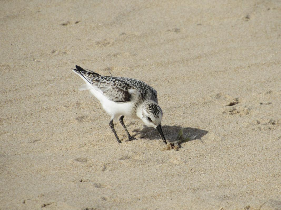 Pilrito-das-praias ( Calidris alba ) IMG_9611