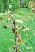 Pyrus pyrifolia - Nashi hrušeň DSC_0087