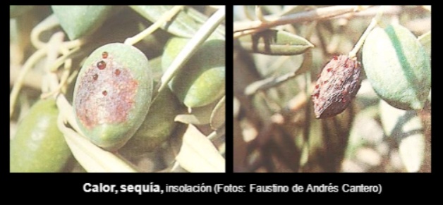 Aceitunas secándose con exudados (Jaén) Sequ_a_aceituna
