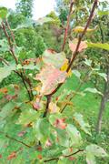 Pyrus pyrifolia - Nashi hrušeň DSC_0089