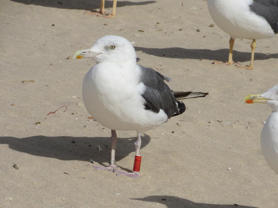 Larus fuscus - anilhas vermelhas - Inglaterra (Mike Marsh) IMG_9674