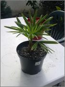 Trachycarpus fortunei  - Stránka 6 Trach