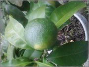 Mandariny - Citrus reticulata, unshiu, deliciosa apod. - Stránka 3 2014_08_29_17_14_17