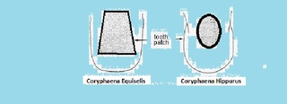 СРЕДИЗЕМНОМОРСКИ РИБИ! - Page 6 Coryphaena_Equiselis_FAO