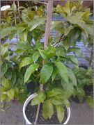 Mandariny - Citrus reticulata, unshiu, deliciosa apod. - Stránka 2 2014_07_22_19_10_28