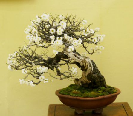 American Bonsai at the NC Arboretum - Page 18 Apricot_2