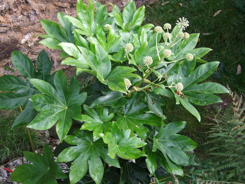 Fatsia japonica - Aralka DSCF2921