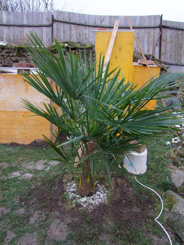 Trachycarpus fortunei  - Stránka 10 DSCF4491