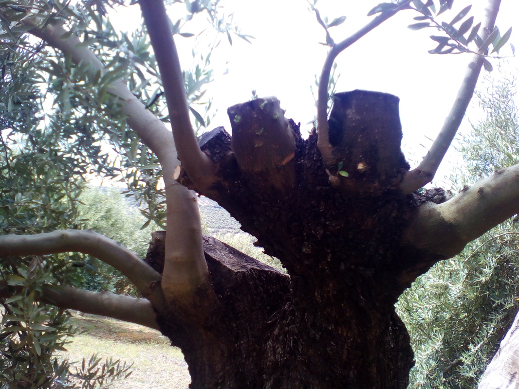 Arrojes en cortes de olivos talados este año (Córdoba) IMG_20170415_125336