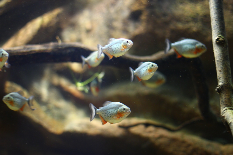 2000 Litres piranhas Image