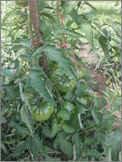 Lycopersicon (Solanum) lycopersicum - lilek rajče P8030056