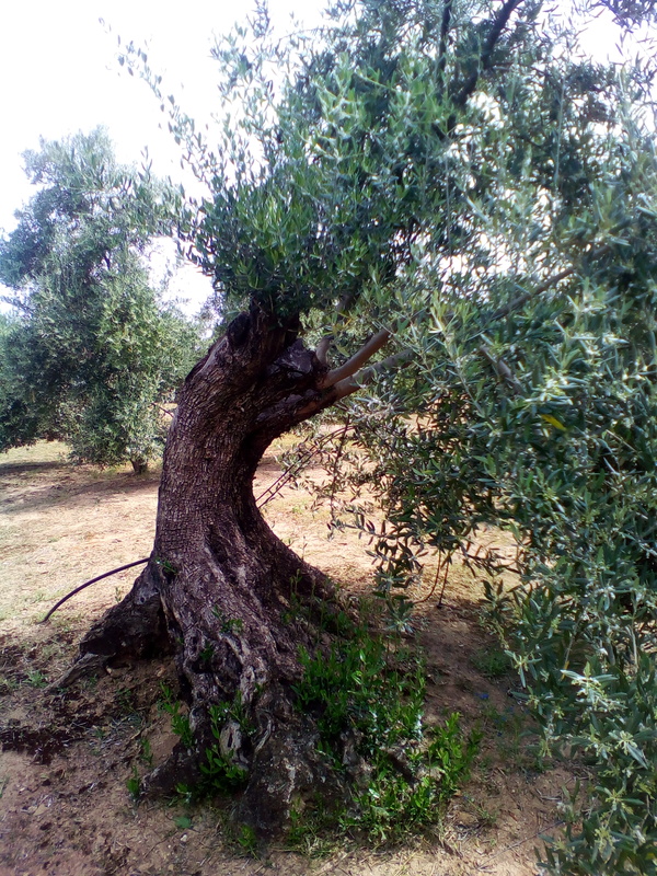 Arrojes en cortes de olivos talados este año (Córdoba) IMG_20170415_125946