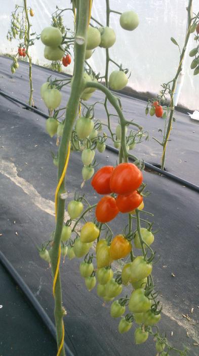 Sortiment cherry rajčat - Stránka 3 Tomatoberry