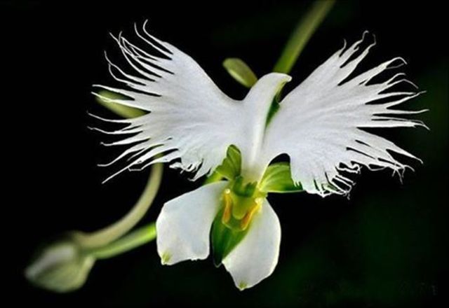 Orchideje Habenaria_radiata