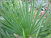 Trachycarpus fortunei  - Stránka 6 DSCF1323