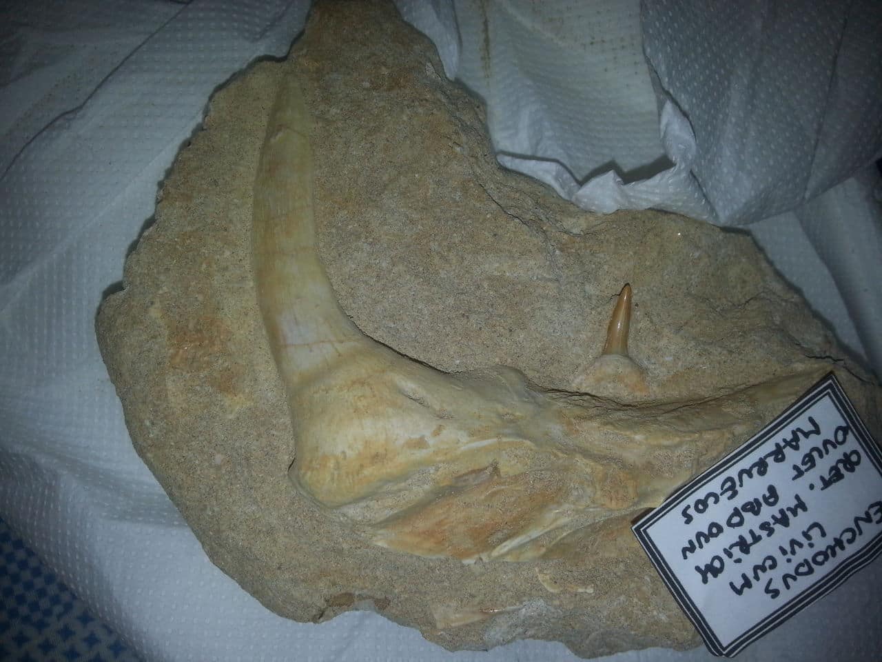 Mandibula inferior 20140920_141807