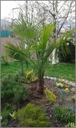 Trachycarpus fortunei  - Stránka 32 20160409_151328