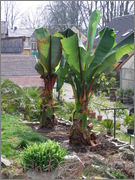 Ensete ventricosum (vč. maurellii) DSCF9899