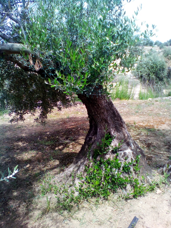 Arrojes en cortes de olivos talados este año (Córdoba) IMG_20170415_125834
