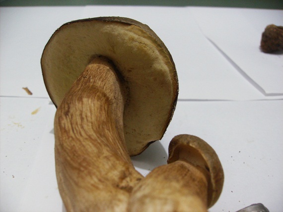 Boletus ID ? HPIM2001