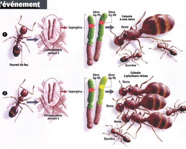 Sourate 27 :18 : Les fourmis (An-Naml):Oui les fourmis parlent Image