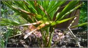 Trachycarpus fortunei  - Stránka 6 WP_20140701_007