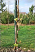 Pyrus pyrifolia - Nashi hrušeň DSC_0017