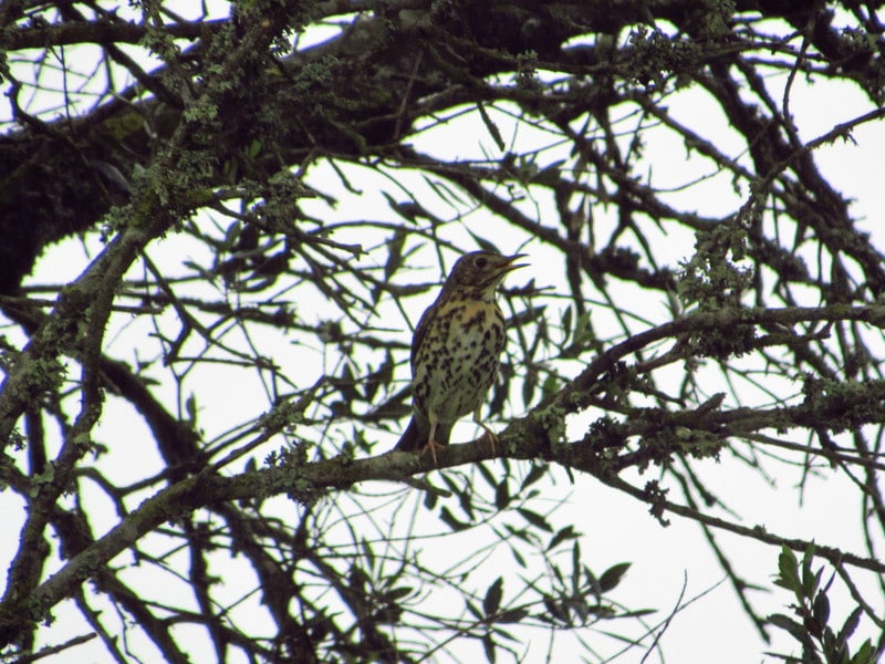 Tordo-comum (Turdus philomelos) IMG_8814