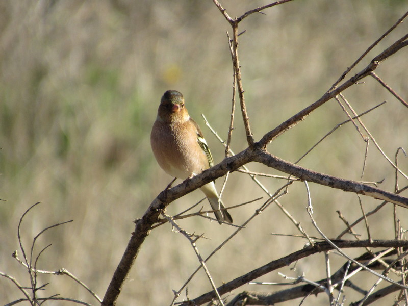 Tentilhão-comum (Fringilla coelebs) IMG_4829