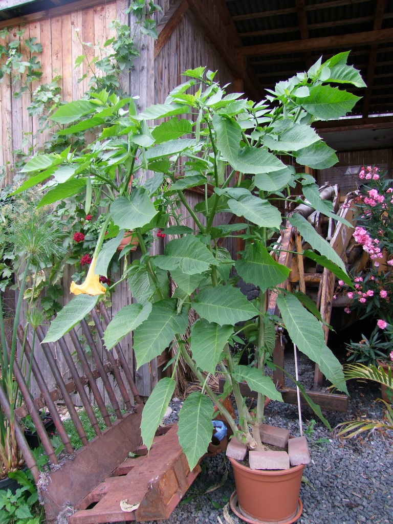 Datura DSCF7226