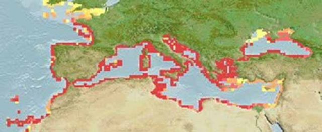 СРЕДИЗЕМНОМОРСКИ РИБИ! - Page 5 Atherina_hespetus_distribution_map