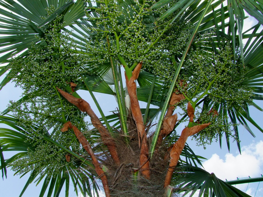 Trachycarpus fortunei  - Stránka 23 DSCF5975