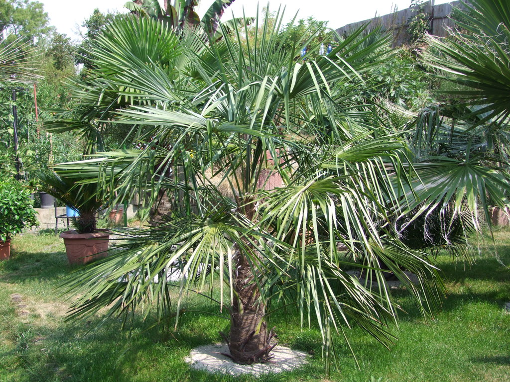 Trachycarpus fortunei  - Stránka 24 DSCF6654