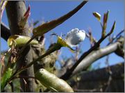 Pyrus pyrifolia - Nashi hrušeň DSCF0237