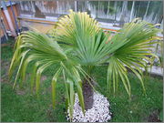 Trachycarpus fortunei  - Stránka 6 Trachy_vir