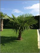 Trachycarpus fortunei  - Stránka 9 Trachykmini1