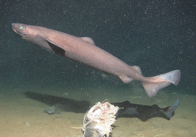 Средиземноморски акули C_coelolepis_1598m_Angola_copy