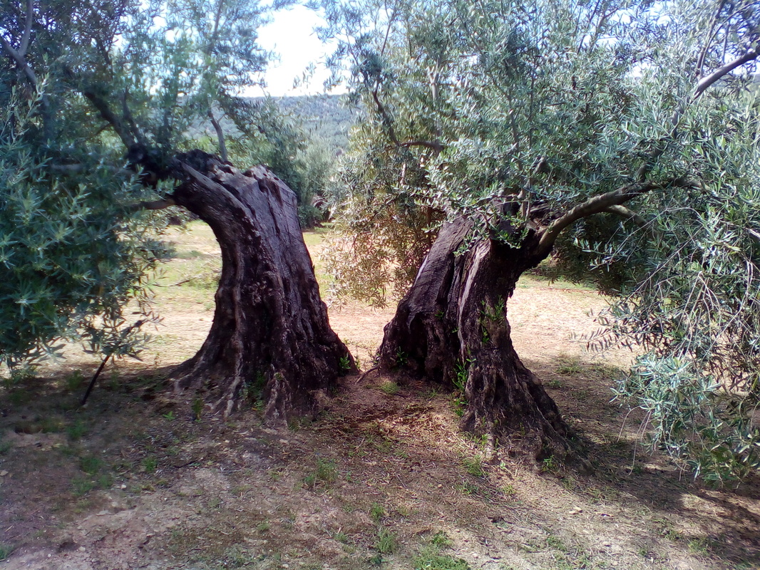 Arrojes en cortes de olivos talados este año (Córdoba) IMG_20170415_130449