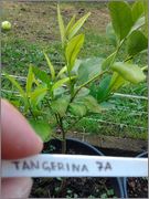 Mandariny - Citrus reticulata, unshiu, deliciosa apod. - Stránka 2 2014_07_21_09_21_50